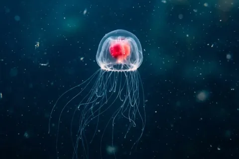 Immortal Jellyfish: The Creature That Refuses to Die and Could Rewire Human Aging