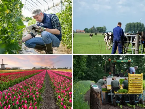 How the Netherlands Became the World's Agricultural Superpower Despite Its Small Size
