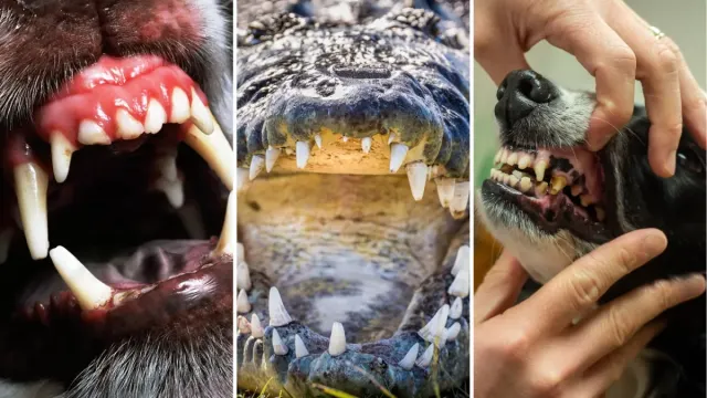 Why Animals Never Brush Their Teeth, But Humans Can't Afford to Skip It