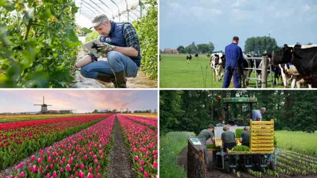How the Netherlands Became the World's Agricultural Superpower Despite Its Small Size