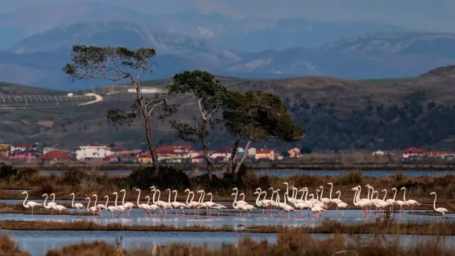 Albania's Hidden Flamingo Paradise: Discover Karavasta Lagoon, the Pink Jewel of the Adriatic