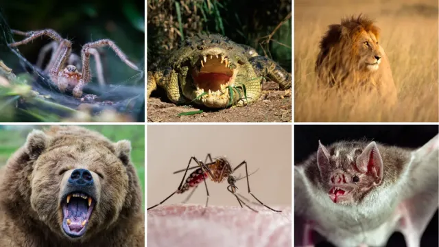 20 Most Ruthless Animals on Earth: The Secrets Behind Nature's Most Relentless Predators