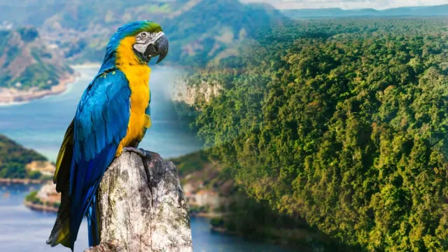 21 Amazing Amazon Rainforest Facts That Sound Too Incredible to Be True