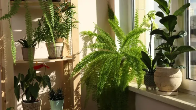 15 Beautiful Low-Maintenance Plants for Busy Homeowners