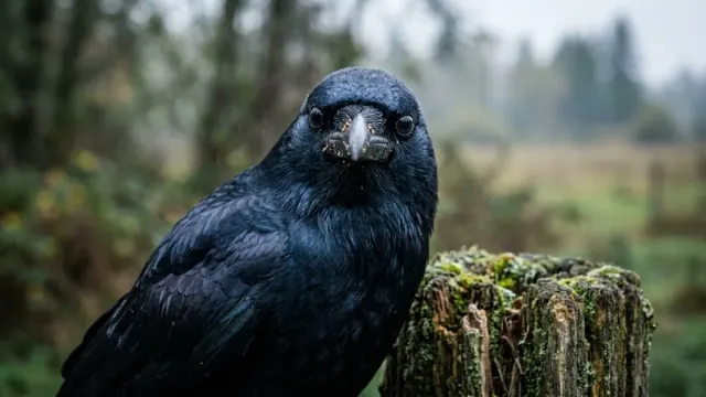 The Birds That Hold Grudges: Why Crows Never Forget a Human Face